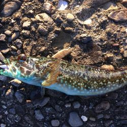 ガシラまつり♪