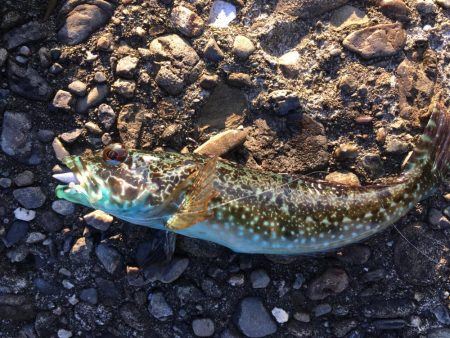 ガシラまつり♪