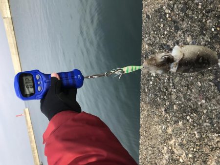 コウイカ季節到来？