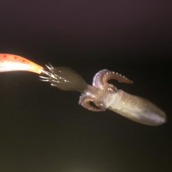 ヒイカなかなか釣れん！