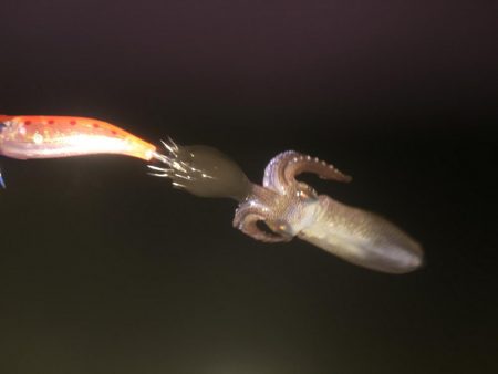 ヒイカなかなか釣れん！