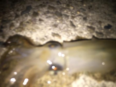 ヒイカ　アゲイン