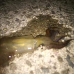 ヒイカ　リベンジ