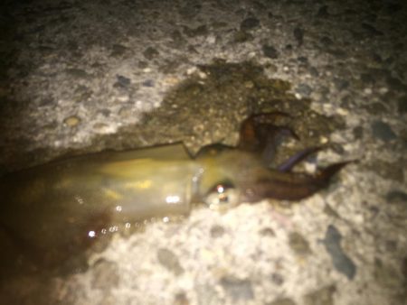 ヒイカ　リベンジ