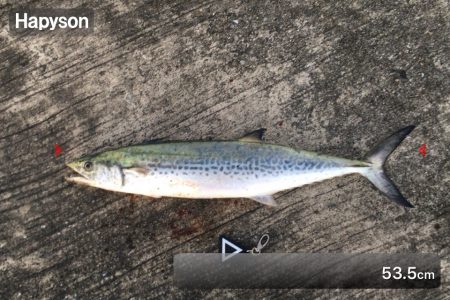 サゴシハラさん