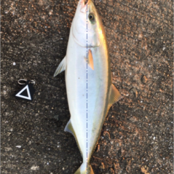 おはようフィッシュ