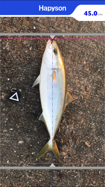 おはようフィッシュ