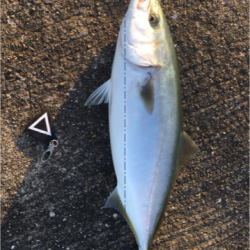 サゴシハラさんとハマティ