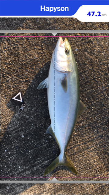 サゴシハラさんとハマティ