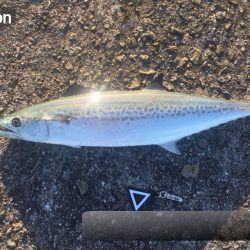 やっぱし、サゴシハラさん