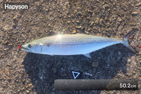 やっぱし、サゴシハラさん