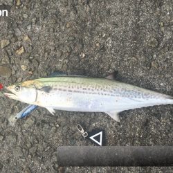 安定のサゴシハラさん