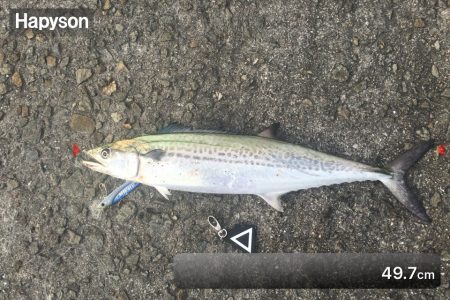 安定のサゴシハラさん