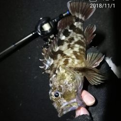 南港カモメ大橋ヘチ釣行 （キビレ30cm、ガシラ、他釣果有り）