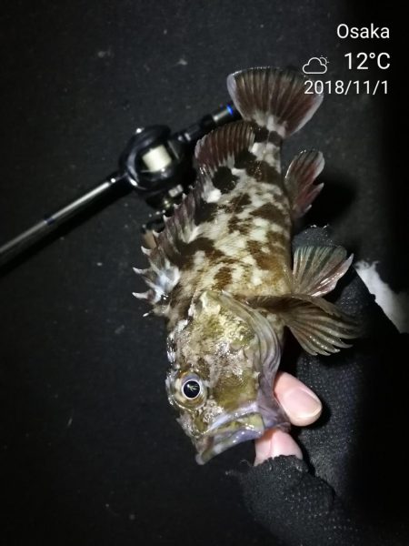 南港カモメ大橋ヘチ釣行 （キビレ30cm、ガシラ、他釣果有り）
