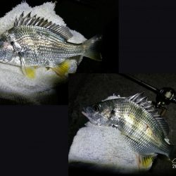 南港フェリーヘチ釣り (キビレ33cm,29cm,27cm ガシラ 釣果有り)
