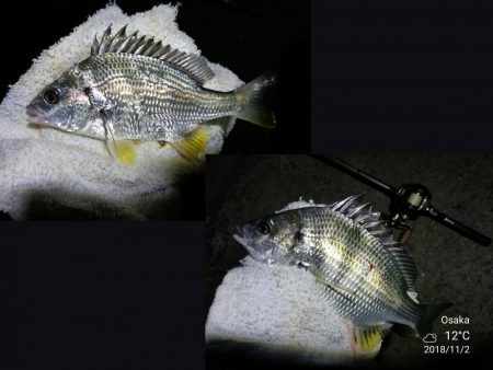 南港フェリーヘチ釣り (キビレ33cm,29cm,27cm ガシラ 釣果有り)