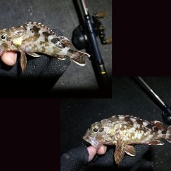 南港フェリーヘチ釣り （キビレ42cm,28cm, ガシラ 釣果有り）