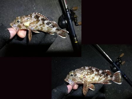 南港フェリーヘチ釣り （キビレ42cm,28cm, ガシラ 釣果有り）