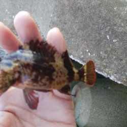 穴釣りとエギング