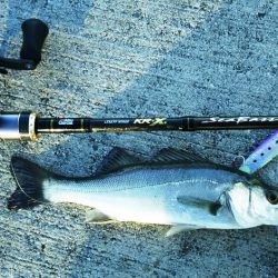 【苅田港】シーバス調査 3