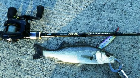 【苅田港】シーバス調査 3