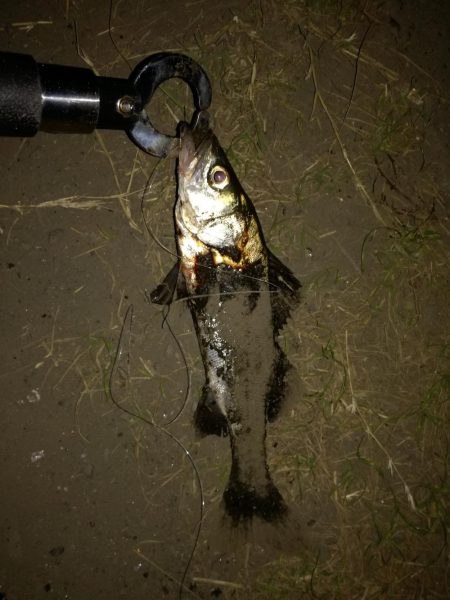 ミニチーバス祭り