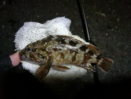 南港カモメ大橋ヘチ釣行 (キビレ36cm、ガシラ、他釣果有り)