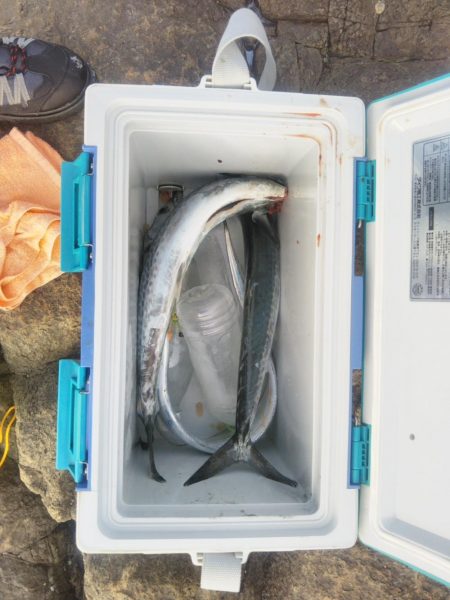 朝マズメ入れ食い