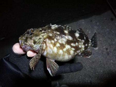 南港フェリーヘチ釣り (小真チヌ, ガシラ 釣果有り)