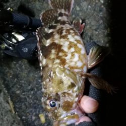 南港カモメ大橋ヘチ釣行 (釣果渋い~ 小キビレ、ガシラ 釣果のみ)