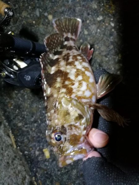 南港カモメ大橋ヘチ釣行 (釣果渋い~ 小キビレ、ガシラ 釣果のみ)