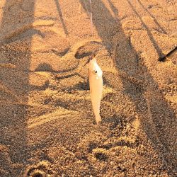 大崎海岸(休暇村 瀬戸内・東予)で投げ釣り