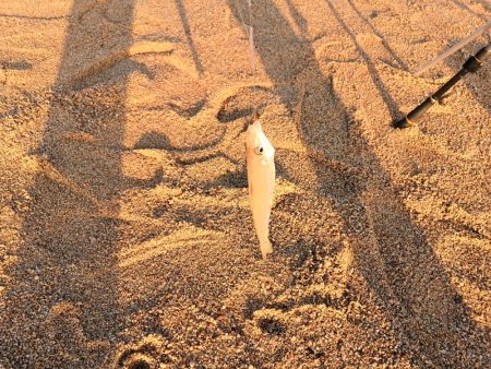 大崎海岸(休暇村 瀬戸内・東予)で投げ釣り…