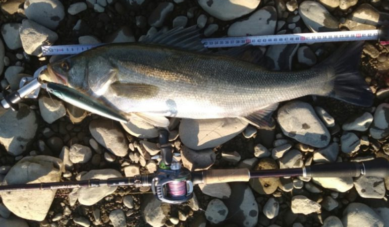 落ち鮎パターン制したり‼