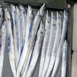 タチウオジギング