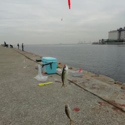 サヨリ~バシャバシャ