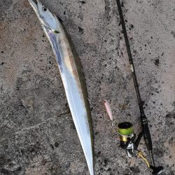 西表島でも太刀魚