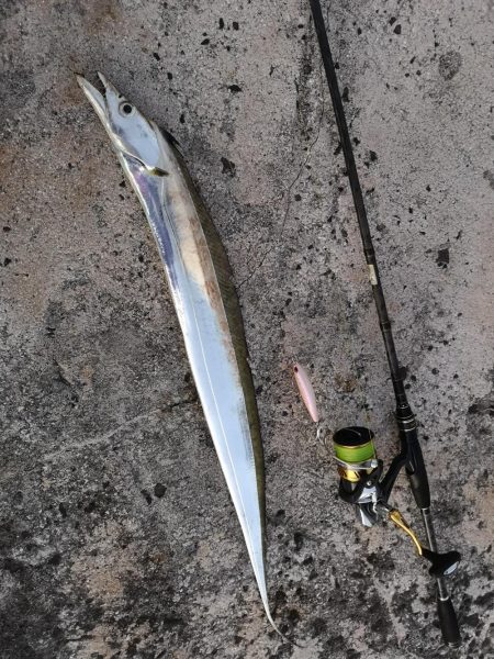 西表島でも太刀魚