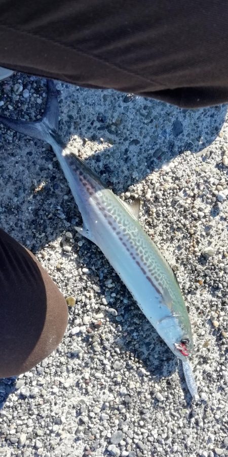 ライトショアジギング