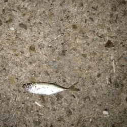 淡路島アジング