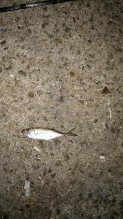 淡路島アジング