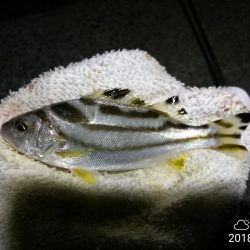 南港カモメ大橋ヘチ釣行 （キビレ42cm、ガシラ　釣果有り）