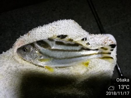 南港カモメ大橋ヘチ釣行 （キビレ42cm、ガシラ　釣果有り）