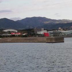 港内でキス狙い