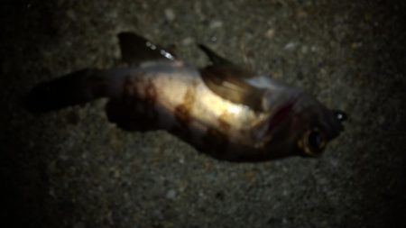 アジング終盤戦