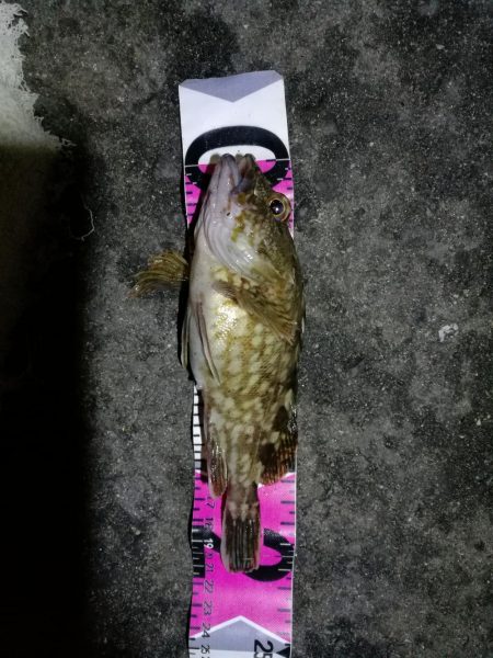 南港カモメ大橋ヘチ釣行 (キビレ31cm、ガシラ21cm、小シーバス 釣果有り)