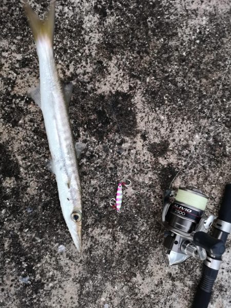 カマスのシーバスインかも