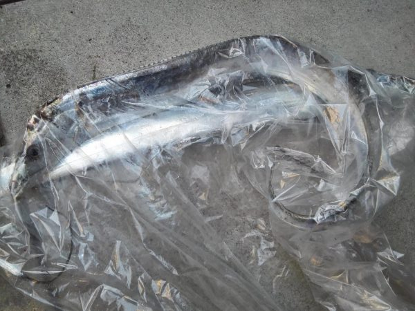 ３度目の挑戦でついにゲット！