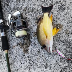 夕マズメ30分だけ爆釣果